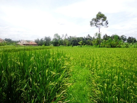 Tanah dijual di Ubud Bali