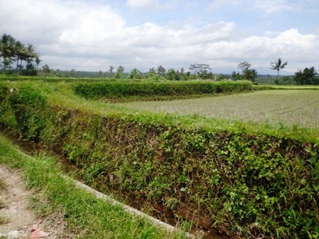 Tanah dijual Di Ubud Bali