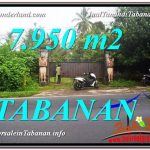 TANAH MURAH DIJUAL di TABANAN BALI 7,950 m2 di Tabanan Bedugul