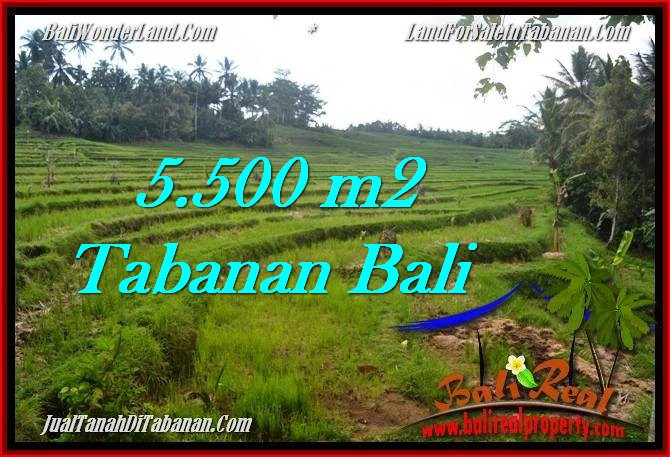 TANAH MURAH DIJUAL di TABANAN BALI 5,500 m2 di Tabanan Penebel