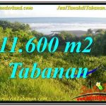 DIJUAL TANAH MURAH di TABANAN BALI 116 Are di Tabanan Selemadeg