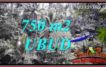 Dijual Tanah Murah di Ubud Bali 8 Are di Ubud Tampak Siring