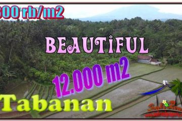 JUAL TANAH MURAH di TABANAN BALI 12,000 m2 View Sawah dan Gunung