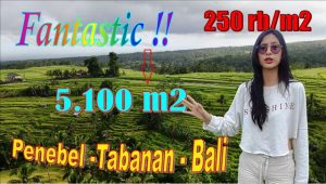 DIJUAL MURAH TANAH di TABANAN 51 Are di Penebel Tabanan