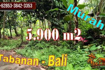 TANAH MURAH di TABANAN BALI DIJUAL 5,900 m2 View sawah, Jungle dan sungai