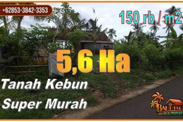 TANAH MURAH di JEMBRANA BALI DIJUAL 56.400 m2 View Hutan dan Gunng