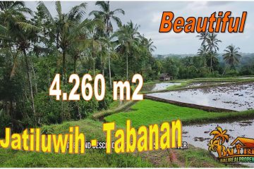 TANAH MURAH DIJUAL di TABANAN BALI 42.6 Are di Penebel Tabanan